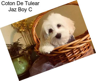 Coton De Tulear Jaz Boy C