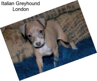 Italian Greyhound London