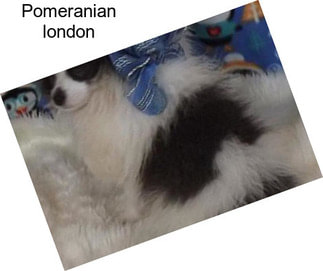 Pomeranian \