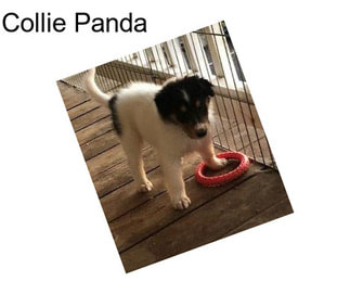 Collie Panda