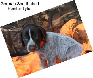 German Shorthaired Pointer Tyler