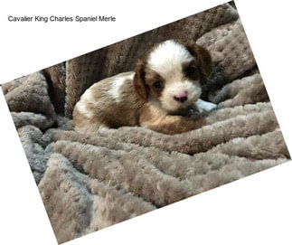 Cavalier King Charles Spaniel Merle