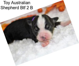 Toy Australian Shepherd Btf 2 B