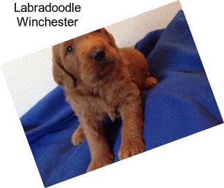 Labradoodle Winchester