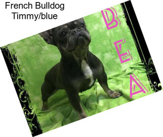 French Bulldog Timmy/blue