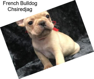 French Bulldog Chsiredjag