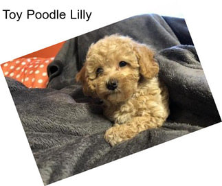 Toy Poodle Lilly