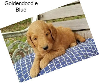 Goldendoodle Blue