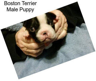 Boston Terrier Male Puppy