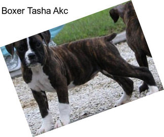 Boxer Tasha Akc