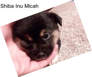 Shiba Inu Micah
