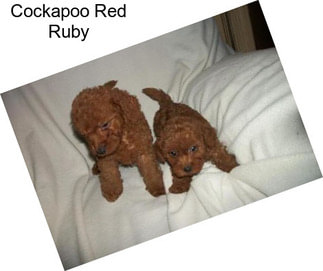 Cockapoo Red Ruby