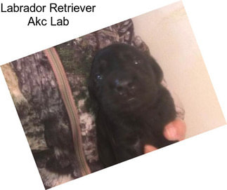 Labrador Retriever Akc Lab