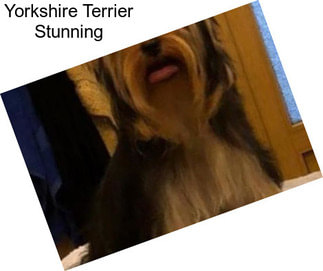 Yorkshire Terrier Stunning