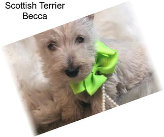 Scottish Terrier Becca