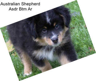 Australian Shepherd Asdr Btm Ar