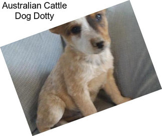 Australian Cattle Dog Dotty