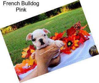 French Bulldog Pink