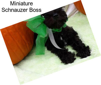 Miniature Schnauzer Boss