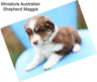 Miniature Australian Shepherd Maggie