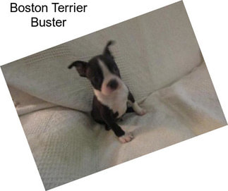 Boston Terrier Buster