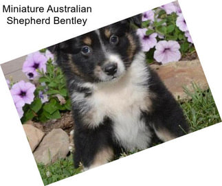 Miniature Australian Shepherd Bentley