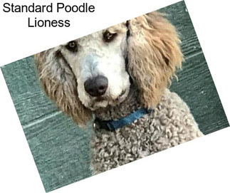 Standard Poodle Lioness