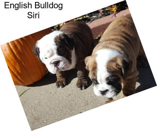 English Bulldog Siri