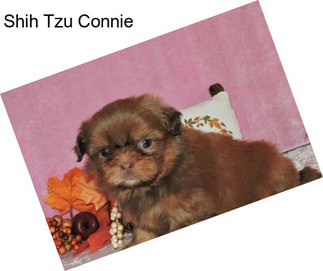 Shih Tzu Connie