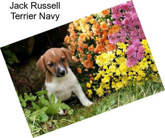 Jack Russell Terrier Navy