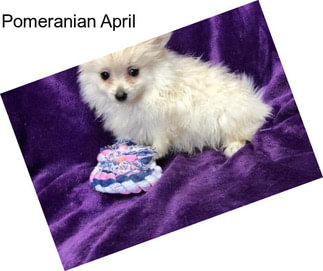 Pomeranian April