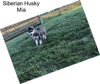 Siberian Husky Mia