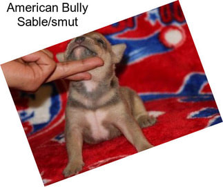 American Bully Sable/smut