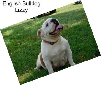 English Bulldog Lizzy