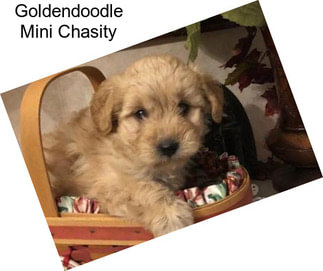 Goldendoodle Mini Chasity
