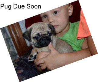 Pug Due Soon