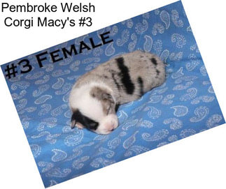 Pembroke Welsh Corgi Macy\'s #3