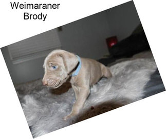 Weimaraner Brody