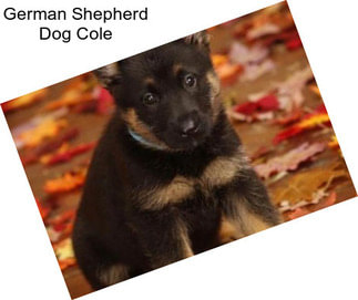 German Shepherd Dog Cole