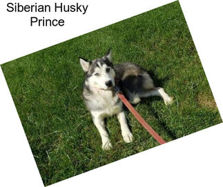 Siberian Husky Prince