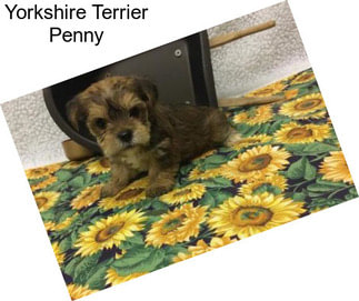 Yorkshire Terrier Penny