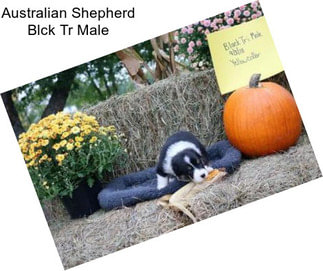 Australian Shepherd Blck Tr Male