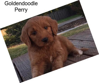 Goldendoodle Perry