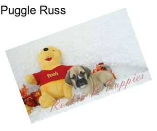 Puggle Russ