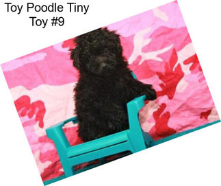 Toy Poodle Tiny Toy #9