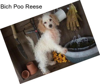 Bich Poo Reese