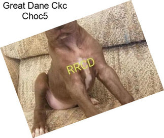 Great Dane Ckc Choc5