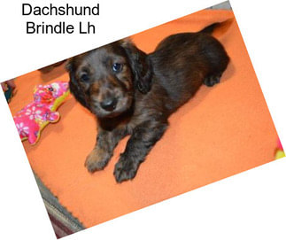 Dachshund Brindle Lh