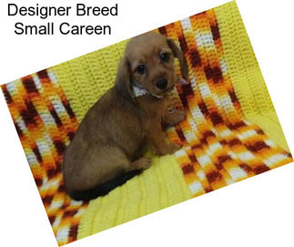 Designer Breed Small Careen