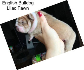 English Bulldog Lilac Fawn